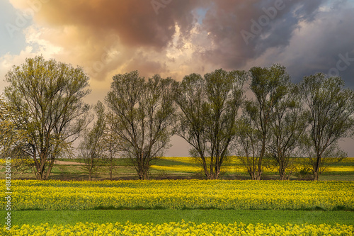 Pola rzepaku przed wieczorną burzą photo