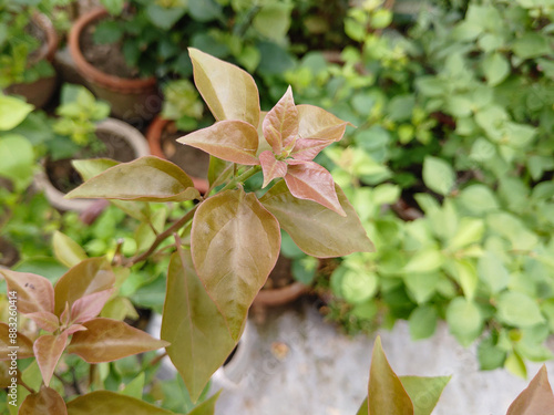 Green leaves with raindrops in garden stock photo