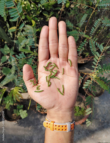 many green caterpillars crawling in a human hand stock photo