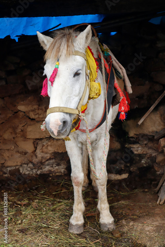 White Horse on the the streets of uttrakhaand, India