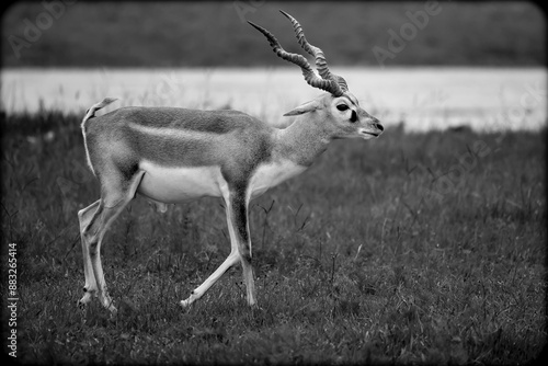 Blackbuck Antelope in Natural Habitat