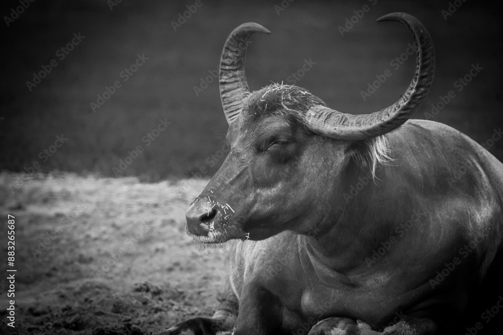 Naklejka premium Serene Water Buffalo Resting in the Field Black and White