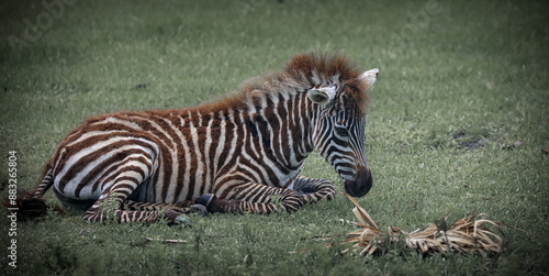 Young Zebra Resting on Grass