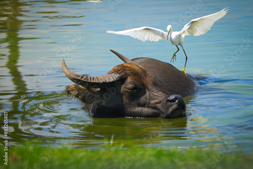 Buffalo and Egret in Harmony