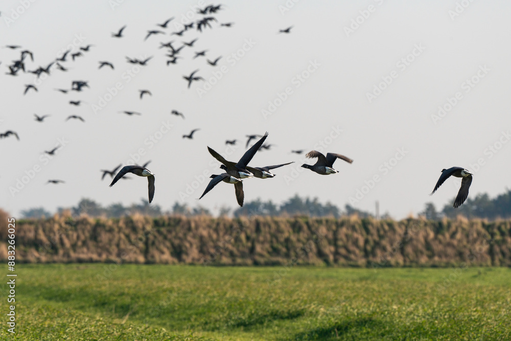 Fototapeta premium Bernache cravant,.Branta bernicla, Brant Goose, marais; region Pays de Loire; marais Breton; 85, Vendée, Loire Atlantique, France
