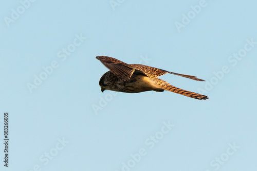 Faucon crécerelle,.Falco tinnunculus, Common Kestrel