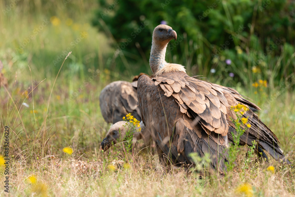 Vautour fauve,.Gyps fulvus, Griffon Vulture, Parc naturel régional des grands causses 48, Lozere, France Vautour fauve,.Gyps fulvus, Griffon Vulture, Parc naturel régional des grands causses 48, Lozere, France