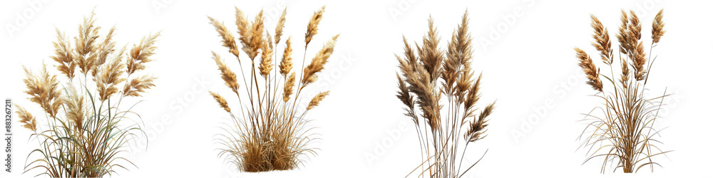 Fototapeta premium Four bunches of wheat against a transparent background, showcasing natural golden tones and intricate details of wheat stalks.