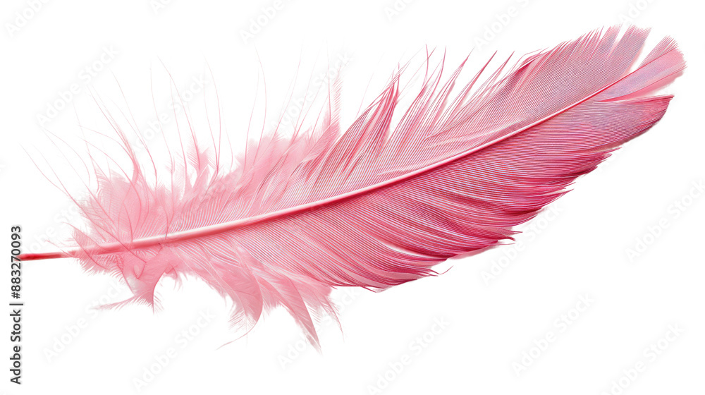 Pink feather on transparent background Pink feather on transparent background