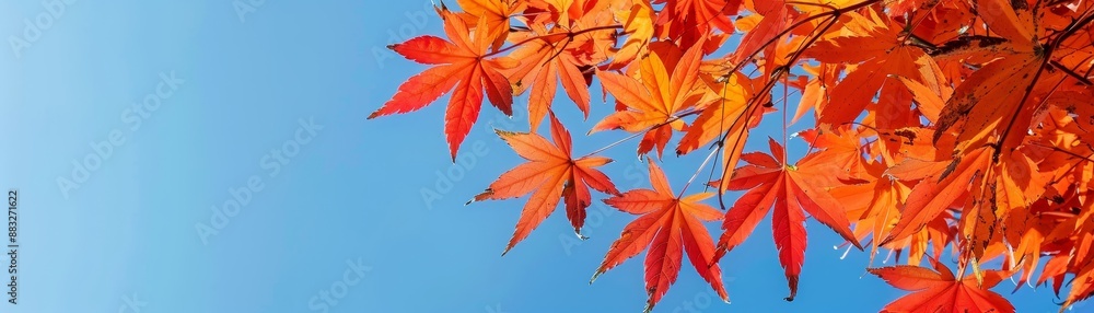 Vibrant red and orange maple leaves against a clear blue sky, showcasing autumn's beauty Vibrant red and orange maple leaves against a clear blue sky, showcasing autumn's beauty