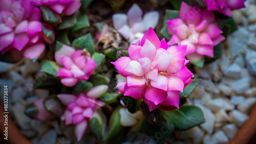Anacampseros Rufescens Pink Succulent Leaves