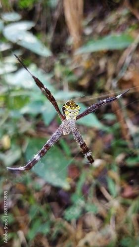 Argiope appensa is a species of spider belonging to the Araneidae family. This species is also part of the genus Argiope and the order Araneae. photo