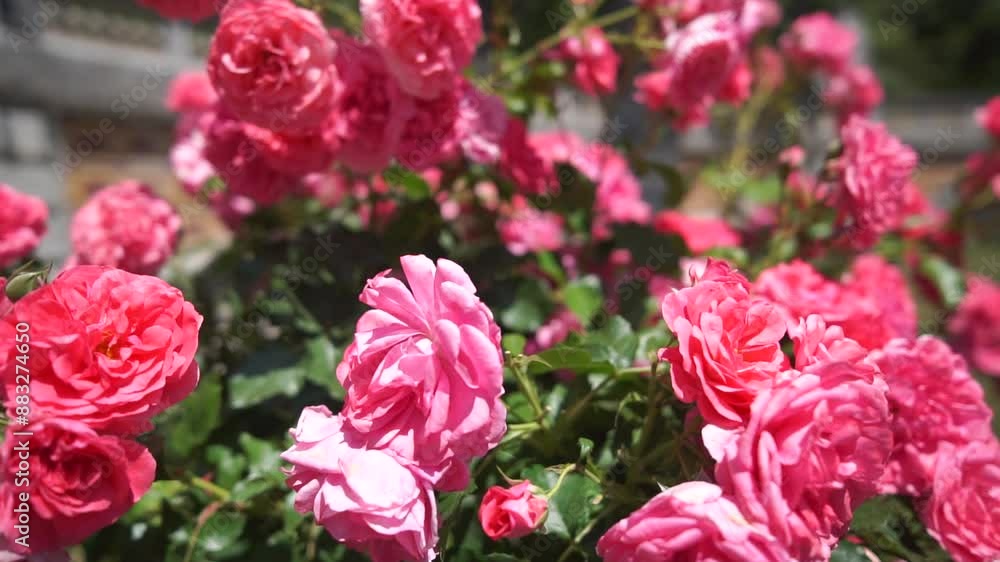 A beautiful pink rose bush with many pink flowers. The flowers are in full bloom and the bush is lush and green. Concept of beauty and tranquility, as the pink flowers are a symbol of love and romance A beautiful pink rose bush with many pink flowers. The flowers are in full bloom and the bush is lush and green. Concept of beauty and tranquility, as the pink flowers are a symbol of love and romance