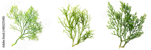 Set of Codium Sea Weed with intricate green branches isolated on a transparent background photo