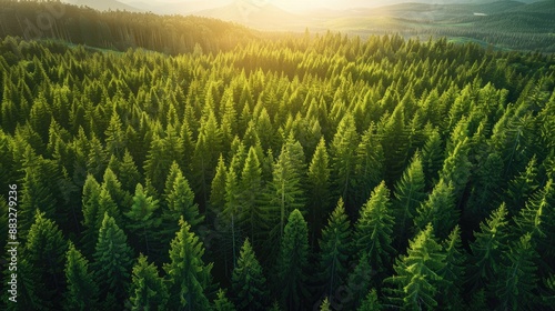 Sustainability net zero carbon negative forest nature Biodiversity Diversity