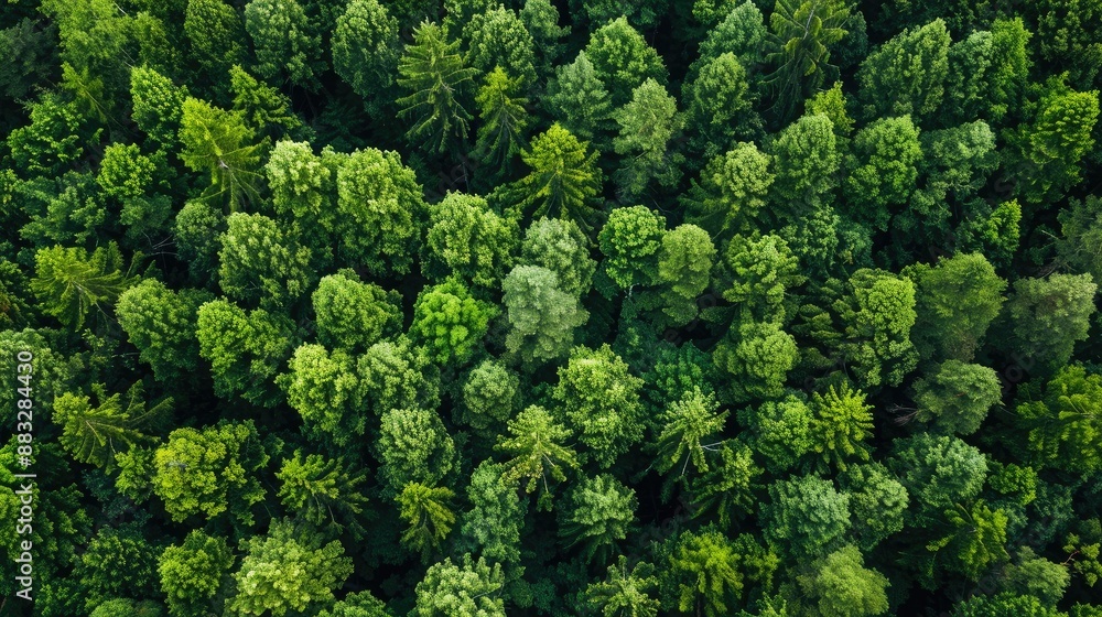 Sustainability net zero carbon negative forest nature Biodiversity Diversity Sustainability net zero carbon negative forest nature Biodiversity Diversity