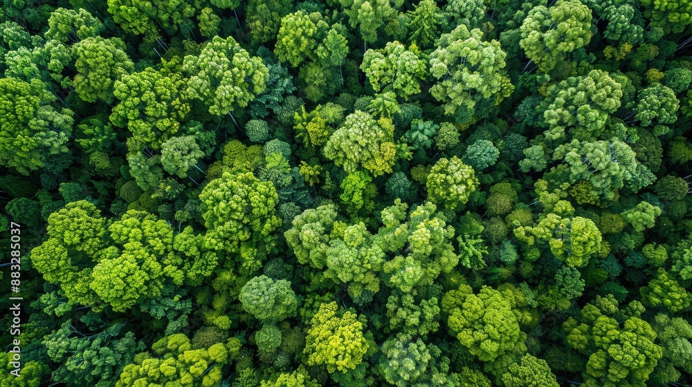 Sustainability net zero carbon negative forest nature Biodiversity Diversity Sustainability net zero carbon negative forest nature Biodiversity Diversity