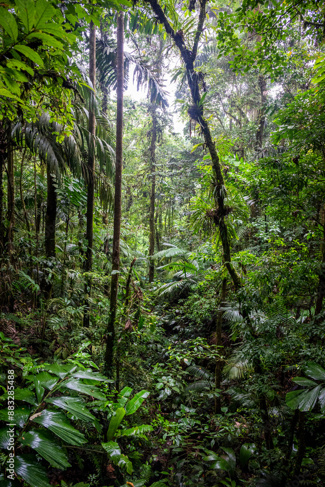 Rainforest, Mistico Hanging Bridge Park, Costa Rica, Central America Rainforest, Mistico Hanging Bridge Park, Costa Rica, Central America