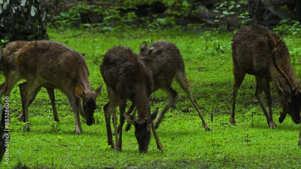Group of sambar deers walking and feeding on the meadow in rainy weather. Group of sambar deers walking and feeding on the meadow in rainy weather.