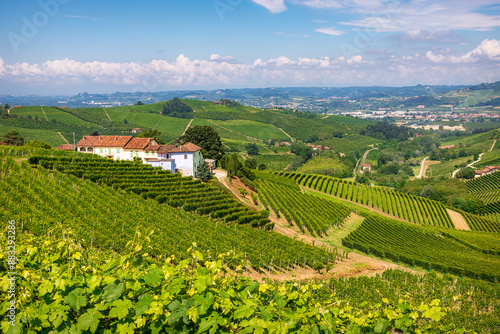 Vineyard Hills of Barbaresco, Piedmont, Italy