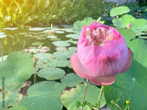 The pink lotus flower in the pond with yellow light background