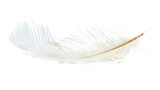 White feather on transparent background