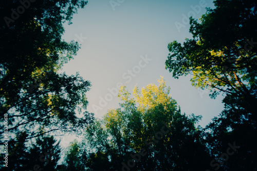 Fototapeta Against the backdrop of a clear blue sky, the lush green treetops in the forest are bathed in sunlight