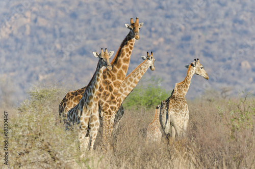 Giraffes in Pilanesberg National Park in South Africa. photo