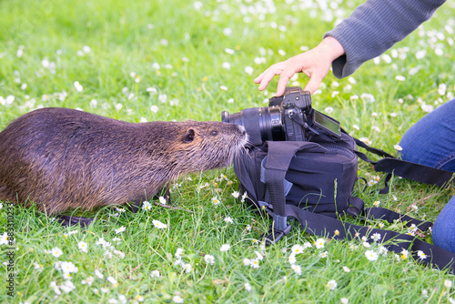 Photography Curious nutria river rat getting close to the photographer and camera equipment,