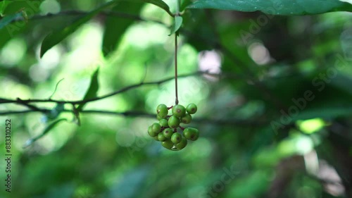 Psychotria viridis fruit in the forest photo