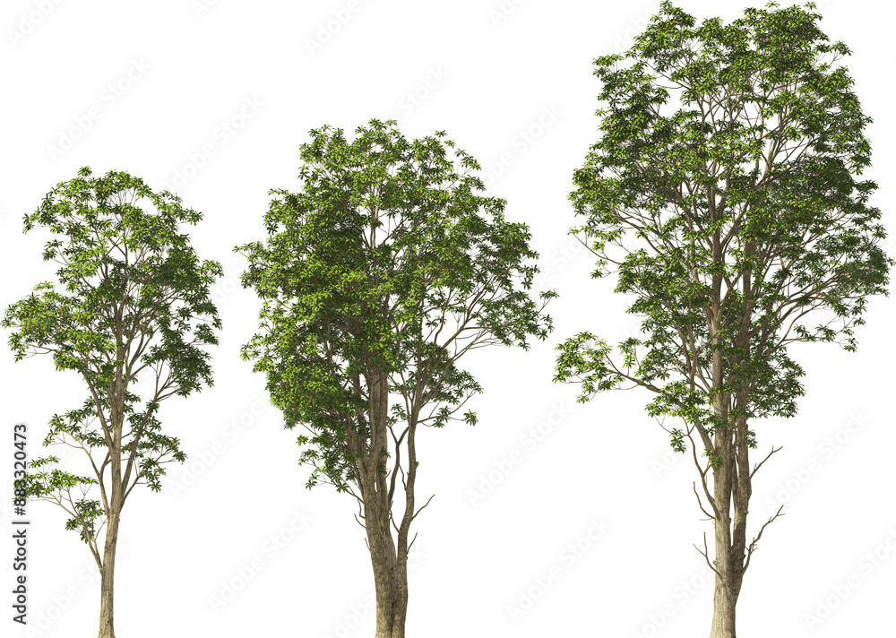 Fototapeta premium trees rhotodendron hq arch viz cut out plants