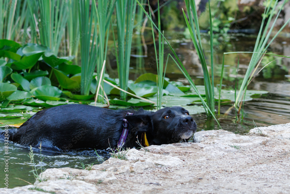 Perro de color negro bañandose en estanque con nenufares, Onil, España Perro de color negro bañandose en estanque con nenufares, Onil, España
