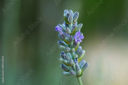 Lavandula spica, en la sombra con bonito pronunciado bokeh despues de ponerse el sol, Onil, España photo