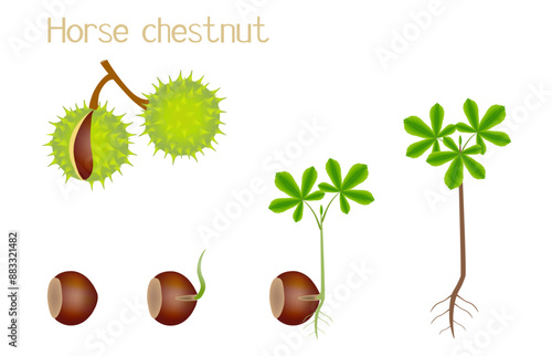 Sequence of a horse chestnut plant growing isolated on white..eps
