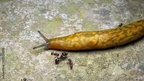 Limacus maculatus - A large yellow slug at night photo