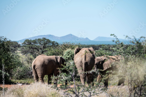 Canvas Print elephants in the savannah, namibia