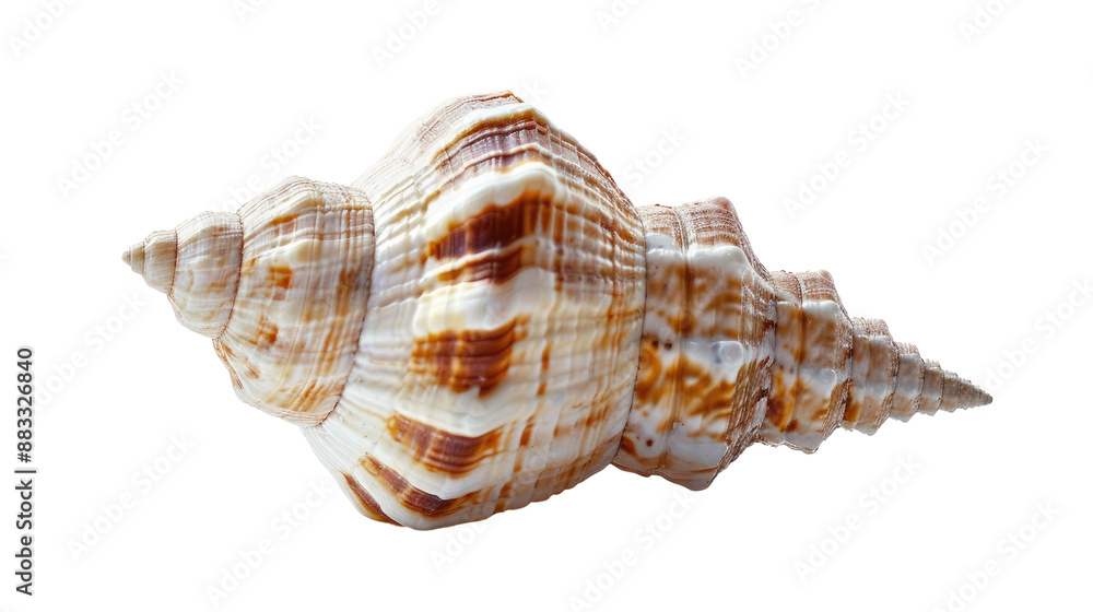 Seashell on a transparent background Seashell on a transparent background
