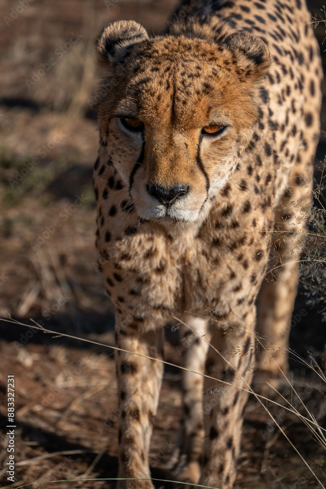 portrait of a cheetah in the namibian savanna portrait of a cheetah in the namibian savanna