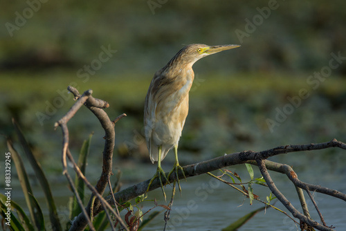 Vogelbeobachtung beim Donau Delat in Rumänien hier ein Rallenreiher photo