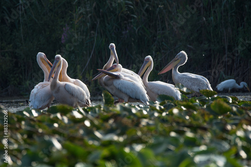 Pelikan Beobachtung im Donau-Delta in Rumänien photo