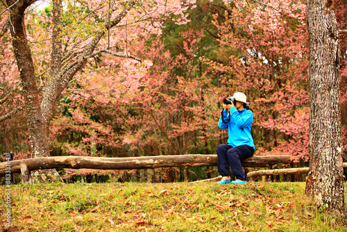 Scenic landscape of Wild Himalayan Cherry blossom in Khun Mae Ya, Chiang Mai, Thailand  photo