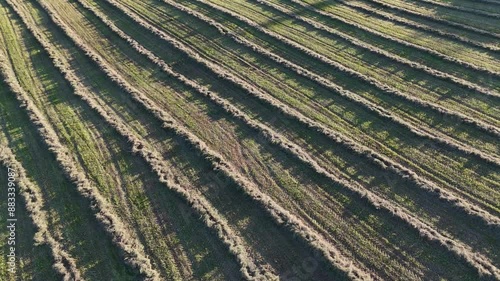 Raked Hay in Sunset, Shadow Play - Aerial Dolly photo