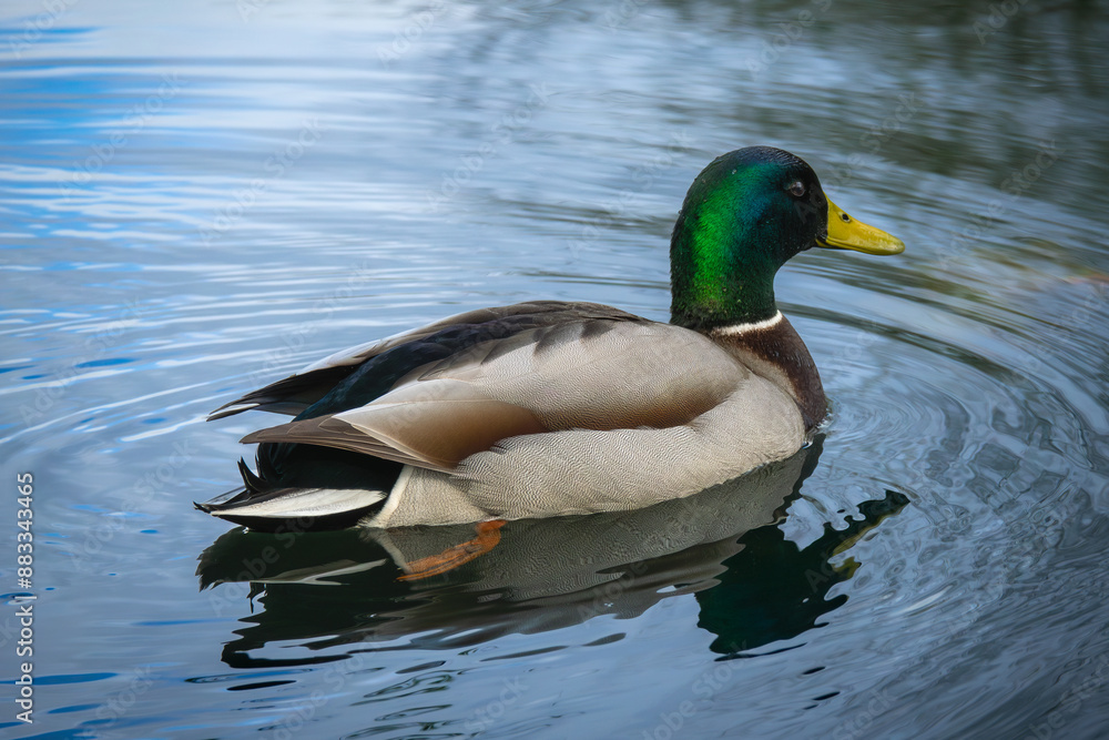 Duck Floating on Body of Water Duck Floating on Body of Water