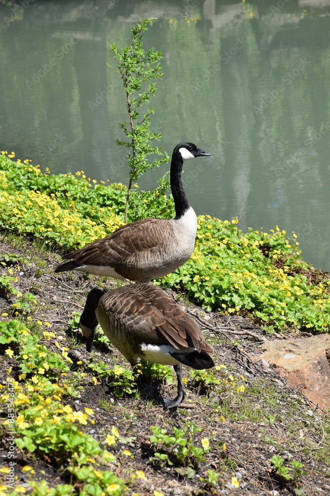 Obraz na plátně Geese in the garden, Montréal, Québec, Canada