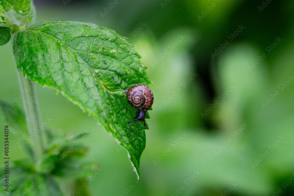 A snail eats mint leaves. A pest in the garden A snail eats mint leaves. A pest in the garden