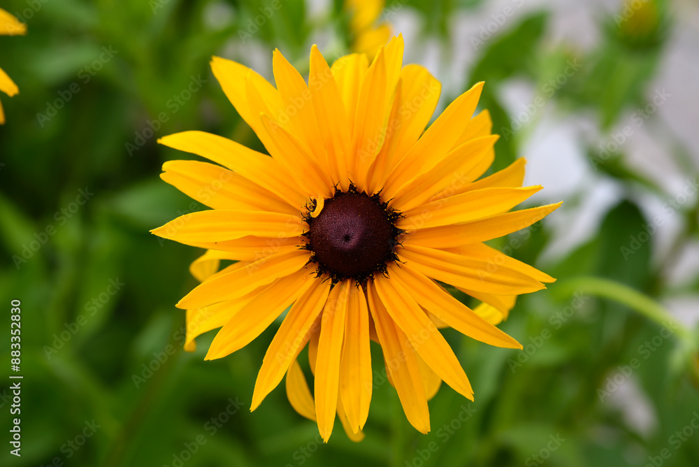 Yellow rudbeck flowers in a sunny garden. Rudbeckia laciniata. Yellow rudbeck flowers in a sunny garden. Rudbeckia laciniata.