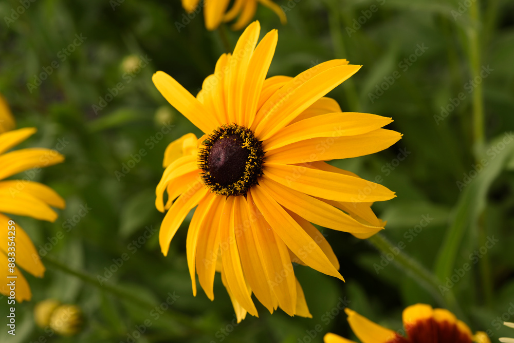 Yellow rudbeck flowers in a sunny garden. Rudbeckia laciniata. Yellow rudbeck flowers in a sunny garden. Rudbeckia laciniata.
