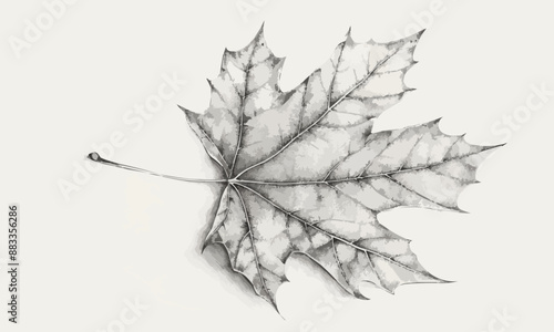 A linear vector of a maple leaf.