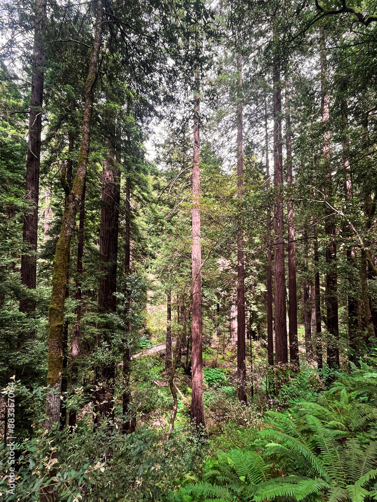 Fototapeta premium Mesmerising California redwoods forest. Giant green sequoia create lush foliage and astonishing forest. Wooden hiking trails lay among the sequoioideae trees. Vivid nature of Nothern California.