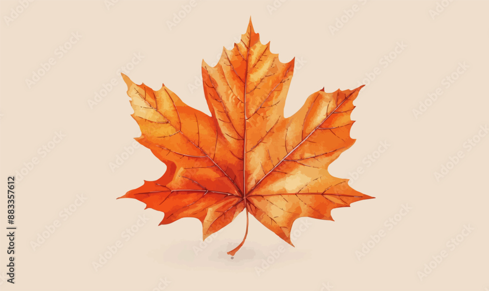 A linear vector of a maple leaf. A linear vector of a maple leaf.